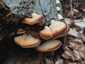 Narancssárga laskagomba (Phyllotopsis nidulans), Bükk